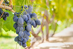 Blue ripe large grapes close-up macro. Grape bush with bunches of berries and green leaves