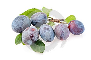 Blue ripe Plum fruit with leaf isolate