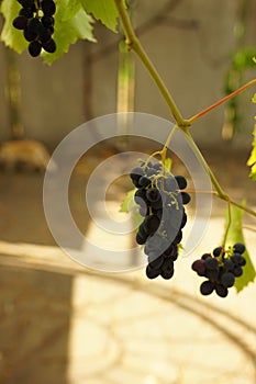 Blue ripening grapes hang on the branch in the summer garden