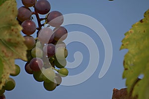 Blue ripening grapes. Sunny day. Blue sky.