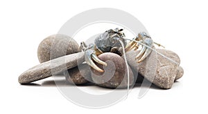 Blue river crayfish on the stones