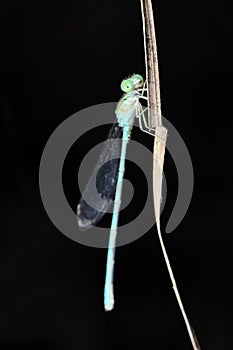 Blue river damselfly, Pseudagrion microcephalum, Satar photo