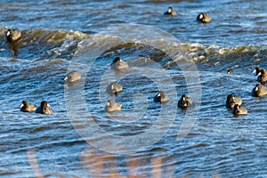 Blue river in windy day and flock of floating birds. The American coot, also known as a mud hen or pouldeau photo