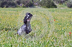 Blue Roan English Cocker Spaniel playing in the field