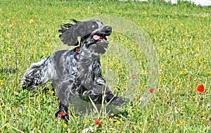 Blue Roan English Cocker Spaniel playing in the field