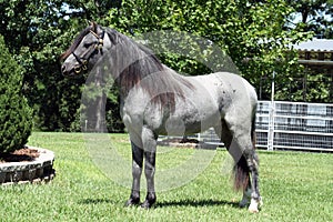 Blue roan horse photo