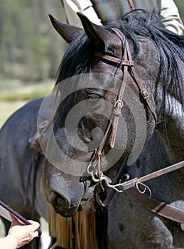 Blue Roan Horse Eyeing Reflector photo