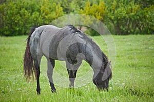 Blue roan quarter horse stud