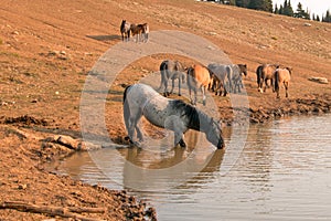 Blue Roan Stallion drinking with herd of wild horses at the water hole in the Pryor Mountains Wild Horse Range in Montana