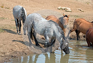 Blue Roan stallion drinking at the waterhole with herd of wild horses in the Pryor Mountains Wild Horse Range in Montana USA