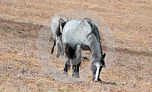 Blue Roan Stallion grazing on Sykes Ridge in the Pryor Mountains Wild Horse Range on the Wyoming Montana state line