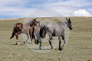 Blue Roan wild horse with small herd on mountain ridge in the western USA