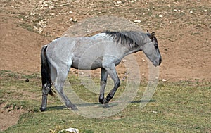 Blue Roan yearling colt wild horse at the water hole in the Pryor Mountains Wild Horse Range in Montana