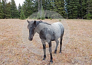 Blue Roan Yearling mare wild horse in the Pryor Mountains Wild Horse Range in Montana USA