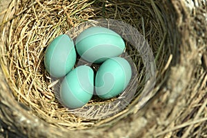 Blue Robin Eggs Bird Nest