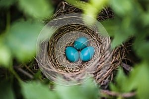 Blue Robin Eggs in a Nest