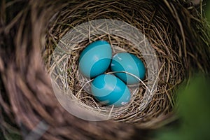 Blue Robin Eggs in a Nest