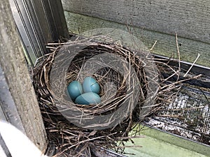 Blue robin eggs