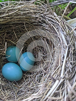 blue robin eggs
