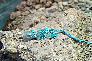 Blue rock agama