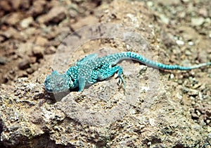 Blue rock agama