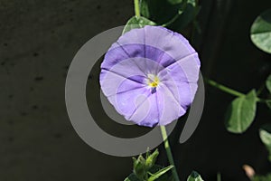 `Blue Rock Bindweed` flower - Convolvulus Sabatius
