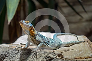 Blue rock lizard