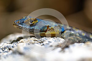 Blue Rock Lizard
