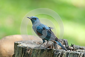 Blue rock thrush