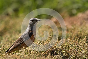 Blue rock thrush