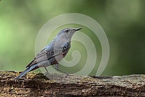 Blue Rock Thrush