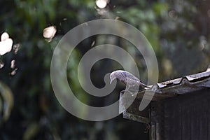 Blue Rock Thrush