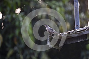 Blue Rock - thrush