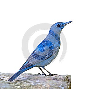 Blue Rock-Thrush