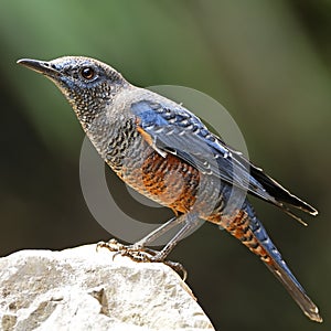 Blue Rock-Thrush