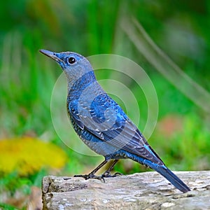 Blue Rock-Thrush