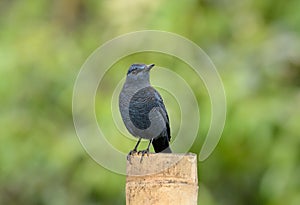 Blue rock thrush