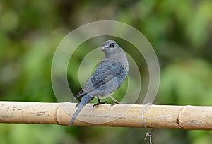 Blue rock thrush