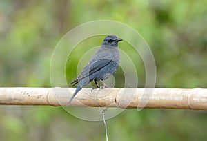 Blue rock thrush