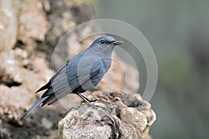 Blue rock thrush