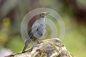 Blue rock thrush