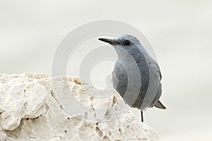 Blue Rock Thrush