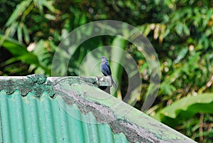 Blue Rock Thrush