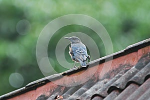 Blue Rock Thrush