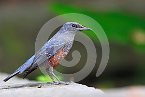 Blue Rock Thrush