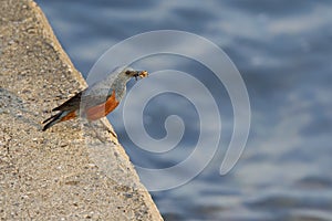 Blue rock thrush with a beak of insects.