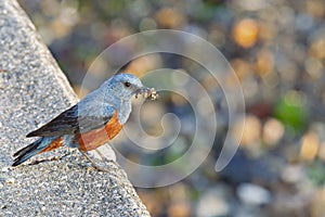 Blue rock thrush with a beak of insects.