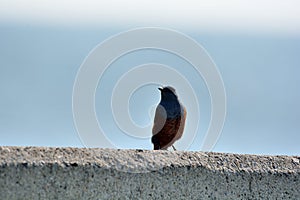 The blue rock thrush bird