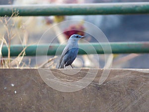 Blue Rock Thrush Bird, India