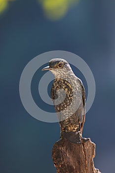 Blue Rock Thrush bird (Monticola solitarius)